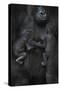 Western Lowland Gorilla (Gorilla Gorilla Gorilla) Twin Babies Age 45 Days Sleeping-Edwin Giesbers-Stretched Canvas