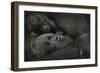 Western Lowland Gorilla (Gorilla Gorilla Gorilla) Twin Babies Age 45 Days-Edwin Giesbers-Framed Photographic Print