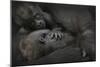 Western Lowland Gorilla (Gorilla Gorilla Gorilla) Twin Babies Age 45 Days-Edwin Giesbers-Mounted Photographic Print