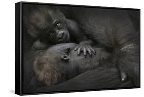 Western Lowland Gorilla (Gorilla Gorilla Gorilla) Twin Babies Age 45 Days-Edwin Giesbers-Framed Stretched Canvas