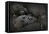 Western Lowland Gorilla (Gorilla Gorilla Gorilla) Twin Babies Age 45 Days-Edwin Giesbers-Framed Stretched Canvas