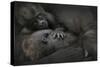 Western Lowland Gorilla (Gorilla Gorilla Gorilla) Twin Babies Age 45 Days-Edwin Giesbers-Stretched Canvas