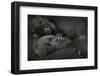 Western Lowland Gorilla (Gorilla Gorilla Gorilla) Twin Babies Age 45 Days-Edwin Giesbers-Framed Premium Photographic Print
