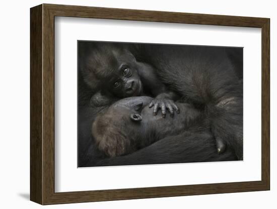 Western Lowland Gorilla (Gorilla Gorilla Gorilla) Twin Babies Age 45 Days-Edwin Giesbers-Framed Photographic Print