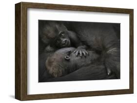 Western Lowland Gorilla (Gorilla Gorilla Gorilla) Twin Babies Age 45 Days-Edwin Giesbers-Framed Photographic Print