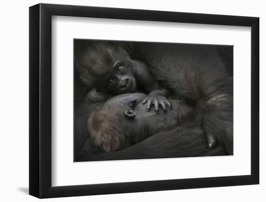 Western Lowland Gorilla (Gorilla Gorilla Gorilla) Twin Babies Age 45 Days-Edwin Giesbers-Framed Photographic Print