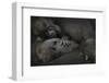 Western Lowland Gorilla (Gorilla Gorilla Gorilla) Twin Babies Age 45 Days-Edwin Giesbers-Framed Photographic Print