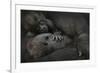 Western Lowland Gorilla (Gorilla Gorilla Gorilla) Twin Babies Age 45 Days-Edwin Giesbers-Framed Photographic Print