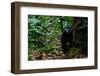 Western lowland gorilla in Marantaceae forest. Odzala-Kokoua National Park. Congo-Roger De La Harpe-Framed Photographic Print