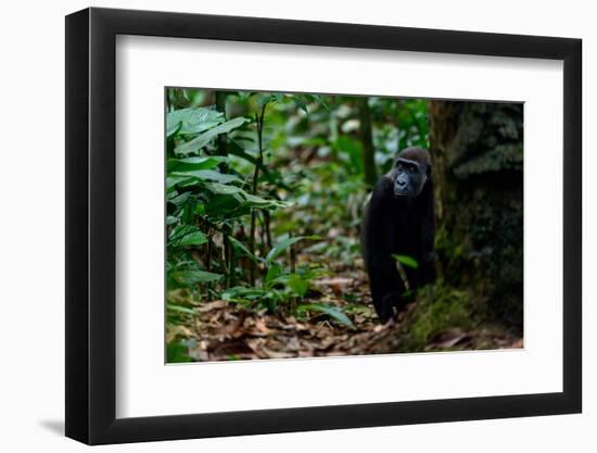 Western lowland gorilla in Marantaceae forest. Odzala-Kokoua National Park. Congo-Roger De La Harpe-Framed Photographic Print