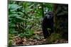 Western lowland gorilla in Marantaceae forest. Odzala-Kokoua National Park. Congo-Roger De La Harpe-Mounted Photographic Print