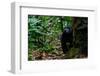 Western lowland gorilla in Marantaceae forest. Odzala-Kokoua National Park. Congo-Roger De La Harpe-Framed Premium Photographic Print