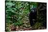 Western lowland gorilla in Marantaceae forest. Odzala-Kokoua National Park. Congo-Roger De La Harpe-Stretched Canvas