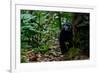 Western lowland gorilla in Marantaceae forest. Odzala-Kokoua National Park. Congo-Roger De La Harpe-Framed Photographic Print