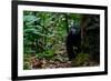 Western lowland gorilla in Marantaceae forest. Odzala-Kokoua National Park. Congo-Roger De La Harpe-Framed Photographic Print