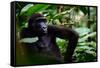 Western lowland gorilla in Marantaceae forest. Odzala-Kokoua National Park. Congo-Roger De La Harpe-Framed Stretched Canvas