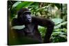 Western lowland gorilla in Marantaceae forest. Odzala-Kokoua National Park. Congo-Roger De La Harpe-Stretched Canvas