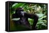 Western lowland gorilla in Marantaceae forest. Odzala-Kokoua National Park. Congo-Roger De La Harpe-Framed Stretched Canvas