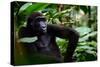 Western lowland gorilla in Marantaceae forest. Odzala-Kokoua National Park. Congo-Roger De La Harpe-Stretched Canvas