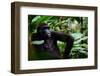 Western lowland gorilla in Marantaceae forest. Odzala-Kokoua National Park. Congo-Roger De La Harpe-Framed Photographic Print