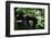 Western lowland gorilla in Marantaceae forest. Odzala-Kokoua National Park. Congo-Roger De La Harpe-Framed Photographic Print