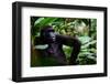 Western lowland gorilla in Marantaceae forest. Odzala-Kokoua National Park. Congo-Roger De La Harpe-Framed Photographic Print