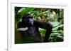 Western lowland gorilla in Marantaceae forest. Odzala-Kokoua National Park. Congo-Roger De La Harpe-Framed Photographic Print