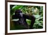 Western lowland gorilla in Marantaceae forest. Odzala-Kokoua National Park. Congo-Roger De La Harpe-Framed Photographic Print