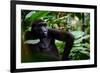 Western lowland gorilla in Marantaceae forest. Odzala-Kokoua National Park. Congo-Roger De La Harpe-Framed Photographic Print