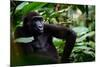 Western lowland gorilla in Marantaceae forest. Odzala-Kokoua National Park. Congo-Roger De La Harpe-Mounted Photographic Print