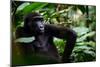 Western lowland gorilla in Marantaceae forest. Odzala-Kokoua National Park. Congo-Roger De La Harpe-Mounted Photographic Print