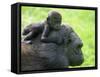 Western Lowland Gorilla Mother Carrying Baby on Her Back. Captive, France-Eric Baccega-Framed Stretched Canvas