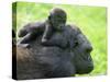 Western Lowland Gorilla Mother Carrying Baby on Her Back. Captive, France-Eric Baccega-Stretched Canvas