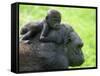 Western Lowland Gorilla Mother Carrying Baby on Her Back. Captive, France-Eric Baccega-Framed Stretched Canvas