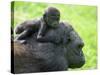 Western Lowland Gorilla Mother Carrying Baby on Her Back. Captive, France-Eric Baccega-Stretched Canvas