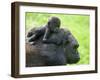 Western Lowland Gorilla Mother Carrying Baby on Her Back. Captive, France-Eric Baccega-Framed Premium Photographic Print