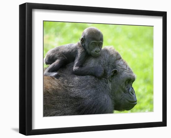 Western Lowland Gorilla Mother Carrying Baby on Her Back. Captive, France-Eric Baccega-Framed Premium Photographic Print