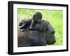 Western Lowland Gorilla Mother Carrying Baby on Her Back. Captive, France-Eric Baccega-Framed Premium Photographic Print