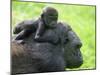 Western Lowland Gorilla Mother Carrying Baby on Her Back. Captive, France-Eric Baccega-Mounted Premium Photographic Print
