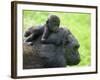 Western Lowland Gorilla Mother Carrying Baby on Her Back. Captive, France-Eric Baccega-Framed Photographic Print