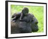 Western Lowland Gorilla Mother Carrying Baby on Her Back. Captive, France-Eric Baccega-Framed Photographic Print