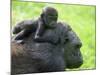 Western Lowland Gorilla Mother Carrying Baby on Her Back. Captive, France-Eric Baccega-Mounted Photographic Print