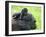 Western Lowland Gorilla Mother Carrying Baby on Her Back. Captive, France-Eric Baccega-Framed Photographic Print