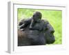 Western Lowland Gorilla Mother Carrying Baby on Her Back. Captive, France-Eric Baccega-Framed Photographic Print
