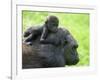 Western Lowland Gorilla Mother Carrying Baby on Her Back. Captive, France-Eric Baccega-Framed Photographic Print