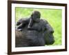 Western Lowland Gorilla Mother Carrying Baby on Her Back. Captive, France-Eric Baccega-Framed Photographic Print