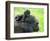 Western Lowland Gorilla Mother Carrying Baby on Her Back. Captive, France-Eric Baccega-Framed Photographic Print