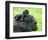 Western Lowland Gorilla Mother Carrying Baby on Her Back. Captive, France-Eric Baccega-Framed Photographic Print