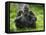 Western Lowland Gorilla Mother Feeding with Baby Investigating Grass. Captive, France-Eric Baccega-Framed Stretched Canvas