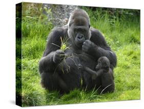 Western Lowland Gorilla Mother Feeding with Baby Investigating Grass. Captive, France-Eric Baccega-Stretched Canvas